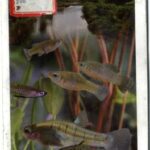 خرید و دانلود نسخه کامل کتاب Peces cubanos : de la familia Poeciliidae : guía de campo