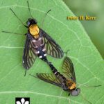 خرید و دانلود نسخه کامل کتاب Phylogeny and classification of Rhagionidae, with implications for Tabanomorpha (Diptera: Brachycera)