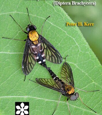 خرید و دانلود نسخه کامل کتاب Phylogeny and classification of Rhagionidae, with implications for Tabanomorpha (Diptera: Brachycera)