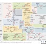 خرید و دانلود نسخه کامل کتاب Physeo Biochemistry Map