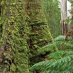 خرید و دانلود نسخه کامل کتاب Physiological Ecology of Forest Production: Principles, Processes and Models