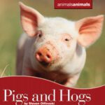 خرید و دانلود نسخه کامل کتاب Pigs and Hogs (Animals Animals)