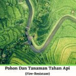 خرید و دانلود نسخه کامل کتاب Pohon Dan Tanaman Tahan Api (Fire-Resistant) Yang Bermanfaat Untuk Mencegah Kebakaran Hutan (Wildfire) Edisi Bahasa Indonesia