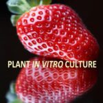 خرید و دانلود نسخه کامل کتاب Recent Advances in Plant in vitro Culture. Edited by Annarita Leva and Laura M.R. Rinaldi
