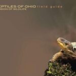 خرید و دانلود نسخه کامل کتاب Reptilies of Оhio. Field guide