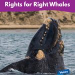 خرید و دانلود نسخه کامل کتاب Rights for Right Whales