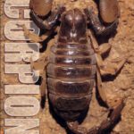 خرید و دانلود نسخه کامل کتاب Scorpions of Southern Africa