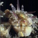 خرید و دانلود نسخه کامل کتاب Seashore animals of the Southeast: a guide to common shallow-water invertebrates of the southeastern Atlantic Coast