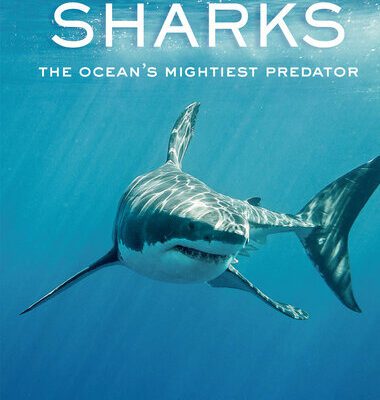 خرید و دانلود نسخه کامل کتاب Sharks: The Ocean’s Mightiest Predator