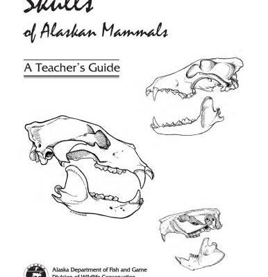 خرید و دانلود نسخه کامل کتاب Skulls of Alaskan Mammals: A Teachers Guide