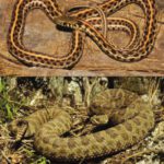 خرید و دانلود نسخه کامل کتاب Snakes and Lizards in Your Pocket: A Guide to Reptiles of the Upper Midwest (Bur Oak Guide)