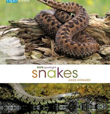 خرید و دانلود نسخه کامل کتاب Snakes