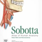 خرید و دانلود نسخه کامل کتاب Sobotta 3