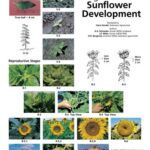 خرید و دانلود نسخه کامل کتاب Stages of Sunflower Development