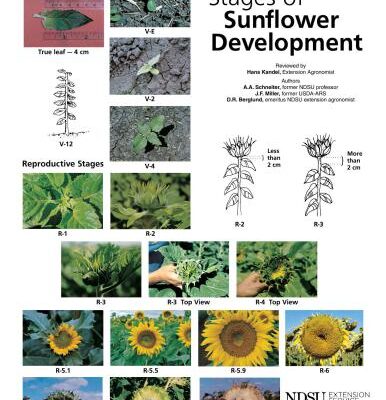 خرید و دانلود نسخه کامل کتاب Stages of Sunflower Development