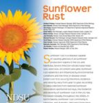 خرید و دانلود نسخه کامل کتاب Sunflower Rust