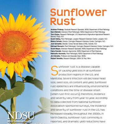 خرید و دانلود نسخه کامل کتاب Sunflower Rust