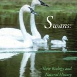 خرید و دانلود نسخه کامل کتاب Swans: Their Biology and Natural History