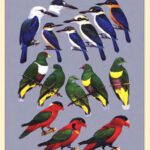 خرید و دانلود نسخه کامل کتاب The Birds of Northern Melanesia: Speciation, Ecology, and Biogeography