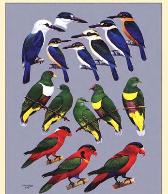 خرید و دانلود نسخه کامل کتاب The Birds of Northern Melanesia: Speciation, Ecology, and Biogeography
