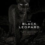 خرید و دانلود نسخه کامل کتاب The Black Leopard: My Quest to Photograph One of Africa’s Most Elusive Big Cats