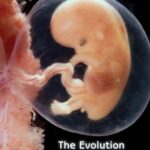 خرید و دانلود نسخه کامل کتاب The Evolution of the Human Placenta