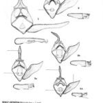 خرید و دانلود نسخه کامل کتاب The Geometrid Moths of Europe