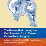 خرید و دانلود نسخه کامل کتاب The Human Brain during the First Trimester 31- to 33-mm Crown-Rump Lengths