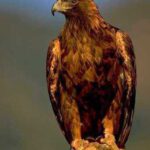 خرید و دانلود نسخه کامل کتاب The Mutant Race