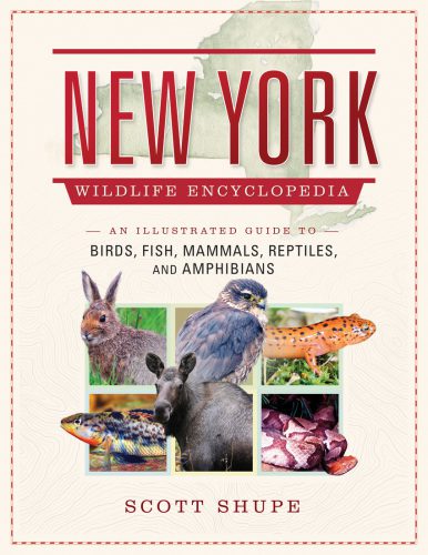 خرید و دانلود نسخه کامل کتاب The New York Wildlife Encyclopedia: An Illustrated Guide to Birds, Fish, Mammals, Reptiles, and Amphibians_68e1d03f19117.jpeg خرید و دانلود نسخه کامل کتاب The New York Wildlife Encyclopedia: An Illustrated Guide to Birds, Fish, Mammals, Reptiles, and Amphibians