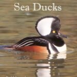 خرید و دانلود نسخه کامل کتاب The North American Sea Ducks: Their Biology and Behavior