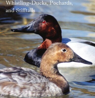خرید و دانلود نسخه کامل کتاب The North American Whistling-Ducks, Pochards, and Stifftails