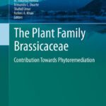خرید و دانلود نسخه کامل کتاب The Plant Family Brassicaceae: Contribution Towards Phytoremediation