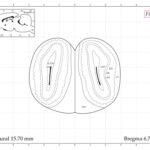 خرید و دانلود نسخه کامل کتاب The Rat Brain in Stereotaxic Coordinates