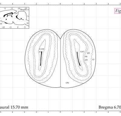 خرید و دانلود نسخه کامل کتاب The Rat Brain in Stereotaxic Coordinates