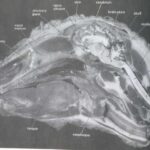 خرید و دانلود نسخه کامل کتاب The Sheep Brain: A Basic Guide