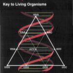 خرید و دانلود نسخه کامل کتاب The Triplet Genetic Code: Key to Living Organisms
