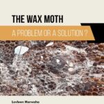 خرید و دانلود نسخه کامل کتاب The Wax Moth: A Problem or a Solution?
