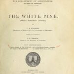 خرید و دانلود نسخه کامل کتاب The White Pine (Pinus Strobus Linnaeus)