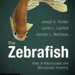 خرید و دانلود نسخه کامل کتاب The Zebrafish: Atlas of Macroscopic and Microscopic Anatomy