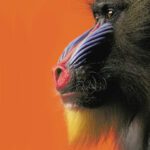 خرید و دانلود نسخه کامل کتاب Thinking with Animals: New Perspectives on Anthropomorphism