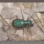 خرید و دانلود نسخه کامل کتاب Tiger beetles. The evolution, ecology, and diversity of the Cicindelids