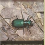 خرید و دانلود نسخه کامل کتاب Tiger Beetles. The Evolution, Ecology, and Diversity of the Cicindelids