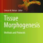 خرید و دانلود نسخه کامل کتاب Tissue Morphogenesis: Methods and Protocols