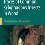 خرید و دانلود نسخه کامل کتاب Traces of Common Xylophagous Insects in Wood: Atlas of Identification – Western Europe