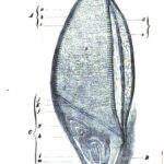 خرید و دانلود نسخه کامل کتاب Ueber die Chemie des Bieres vom Gerstenkorn bis Fertigstellung. Allgemein verständlicher Vortrag, gehalten im Hamburger Bezirksverein deutscher Ingenieure