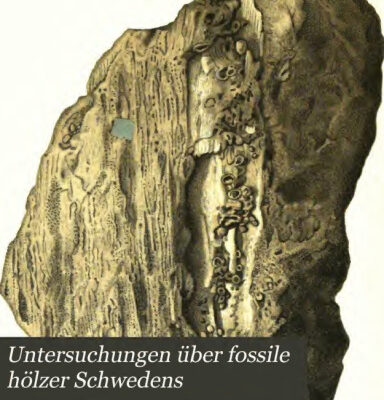 خرید و دانلود نسخه کامل کتاب Untersuchungen über fossile Hölzer Schwedens