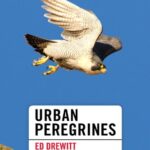 خرید و دانلود نسخه کامل کتاب Urban Peregrines
