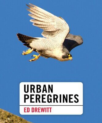 خرید و دانلود نسخه کامل کتاب Urban Peregrines