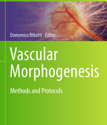 خرید و دانلود نسخه کامل کتاب Vascular Morphogenesis: Methods and Protocols